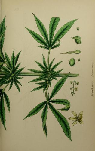 cbdsuisse-cbd-cannabisculture-cbdlife-cannabismedicinal-swisscbd-cannabis-marijuana-weed-hemp-swisscannabis-cannabislegal-swissmade-medicalmarijuana-cbdhemp-cbdhanf-swisshemp-18